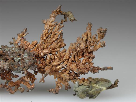 CC4537 specimen image