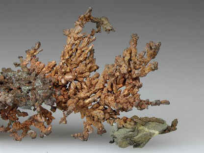 CC4537 specimen image
