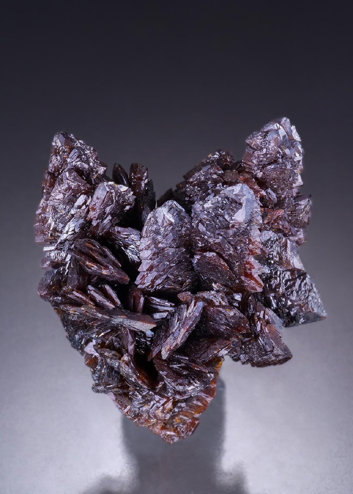 CC45426 specimen image