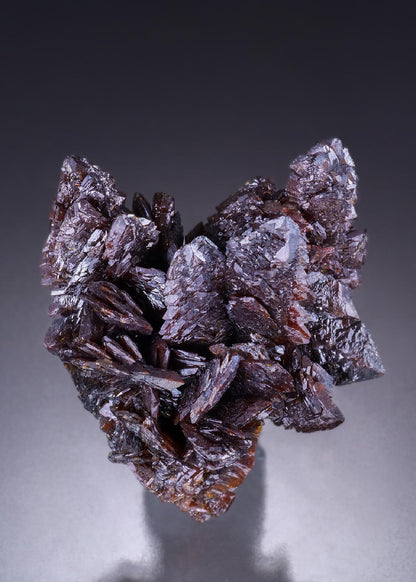CC45426 specimen image