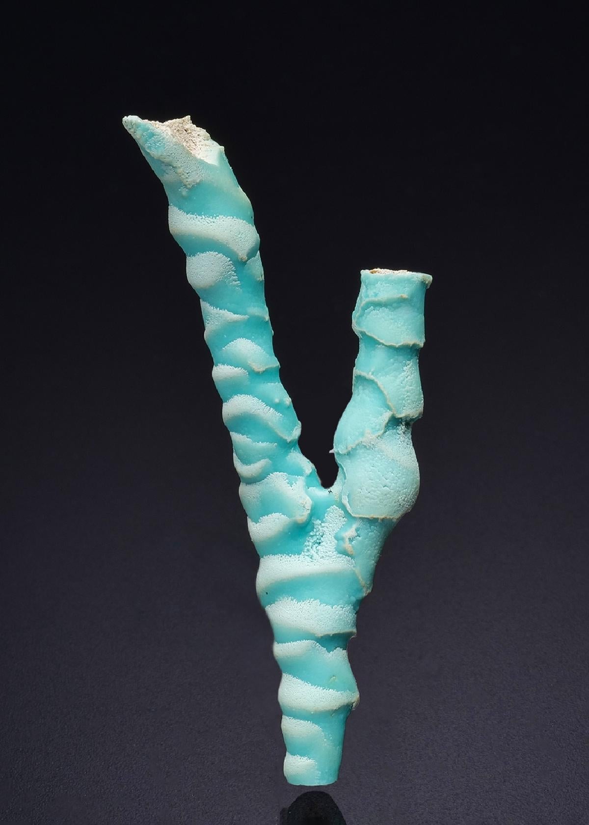 CC45526 specimen image