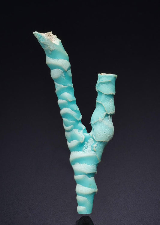 CC45526 specimen image