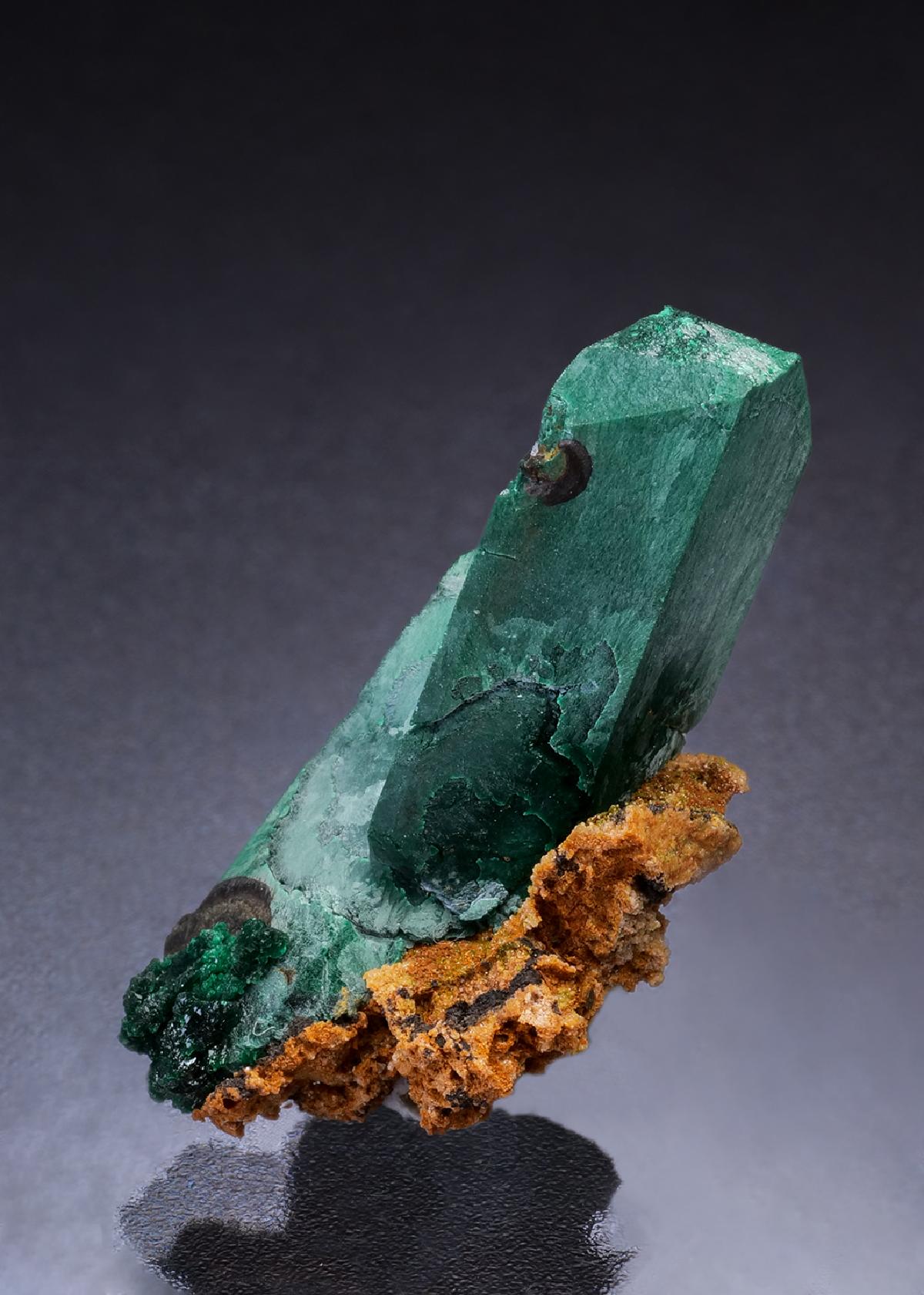 CC45572 specimen image