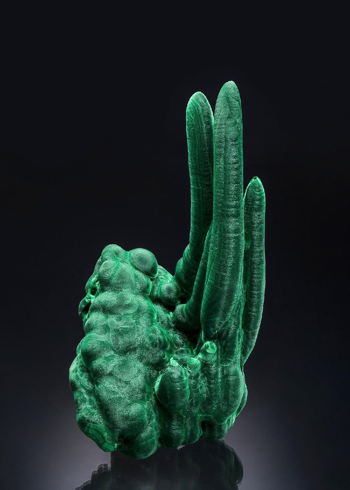 CC46160 specimen image