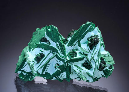 CC46320 specimen image