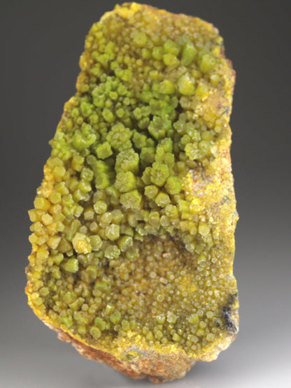 CC4633 specimen image
