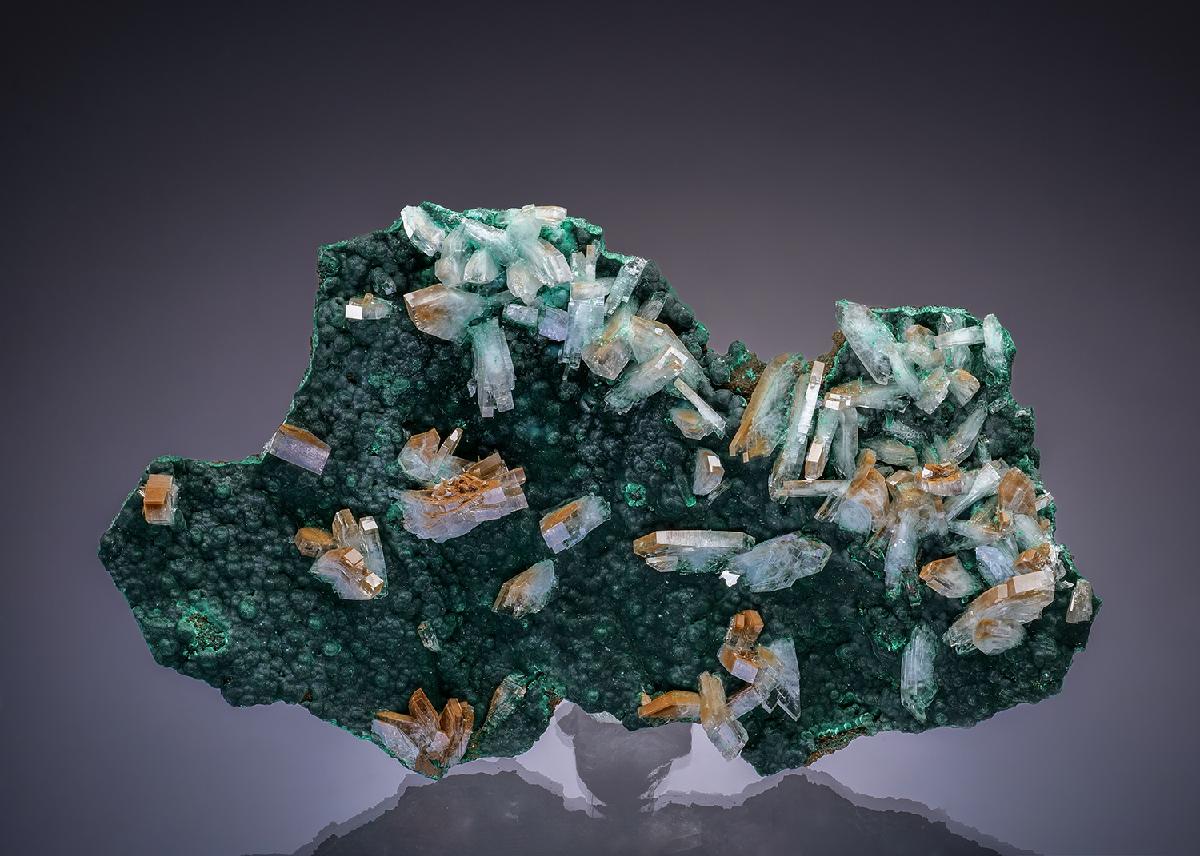 CC46386 specimen image