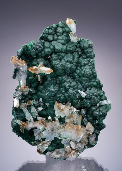 CC46388 specimen image