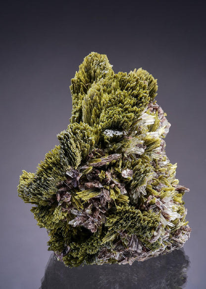 CC46716 specimen image