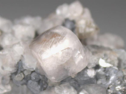 CC4678 specimen image