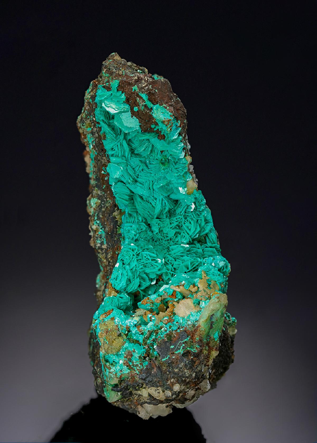 CC46954 specimen image