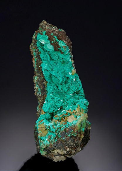 CC46954 specimen image