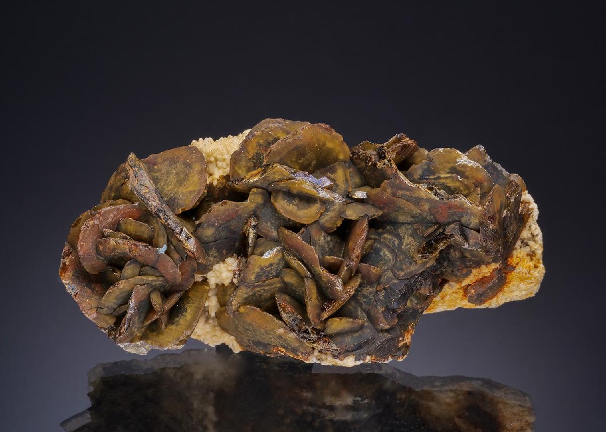 CC47388 specimen image