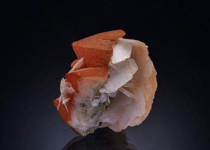 CC47448 specimen image