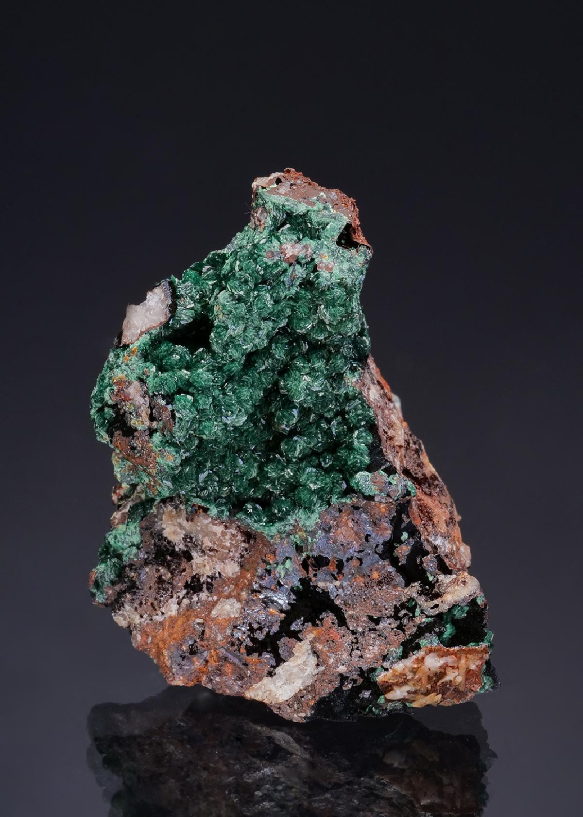CC47490 specimen image