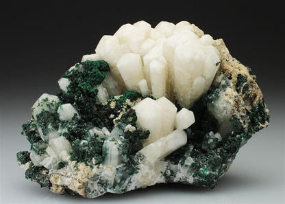 CC4751 specimen image