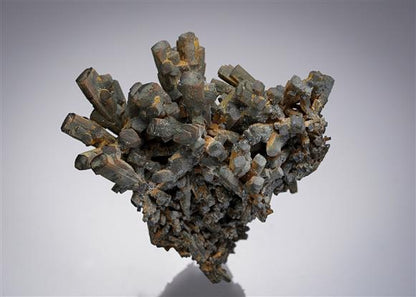 CC4786 specimen image