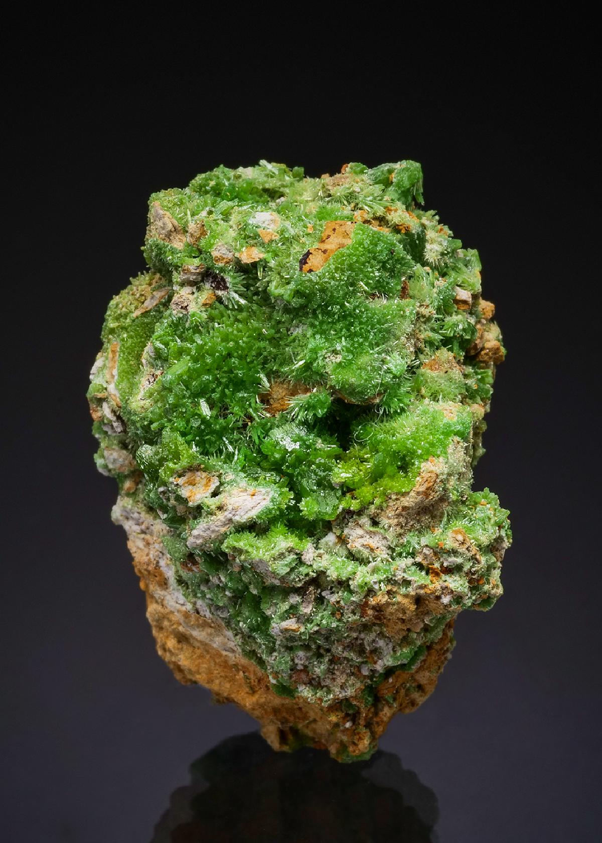 CC47862 specimen image