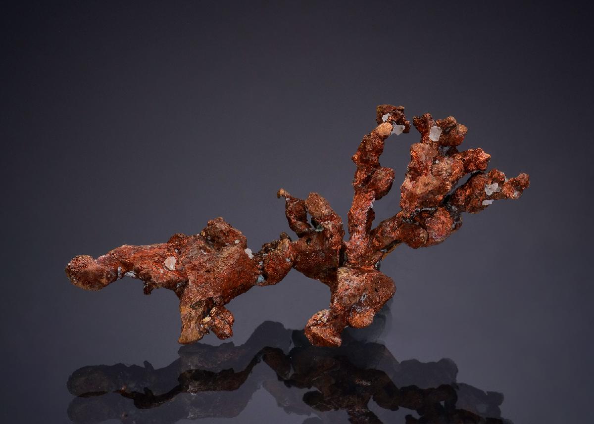 CC47918 specimen image