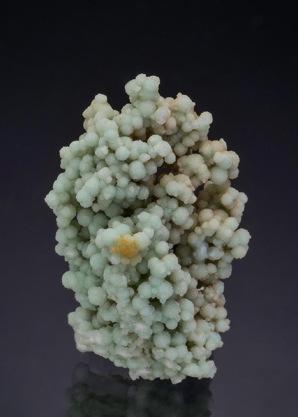 CC47970 specimen image