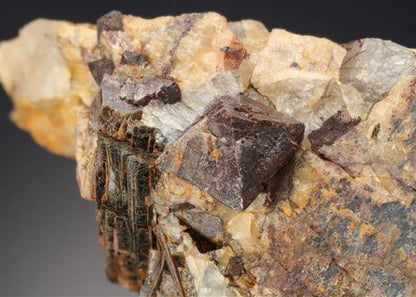 CC4831 specimen image