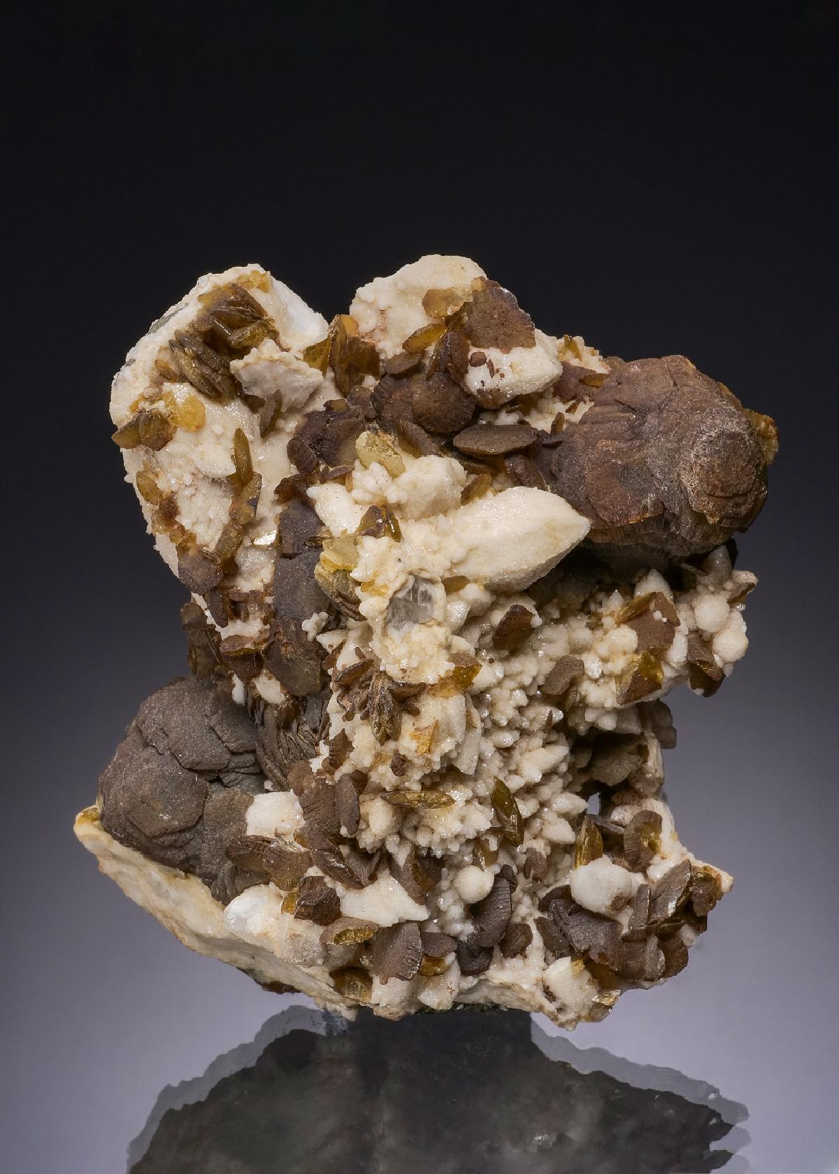 CC48310 specimen image