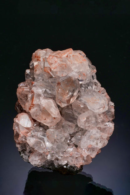 CC48460 specimen image