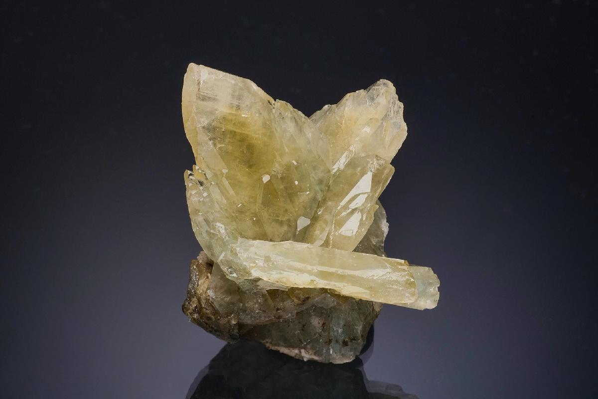 CC48494 specimen image