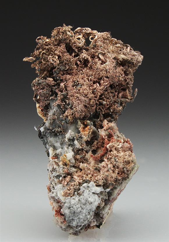 CC4858 specimen image
