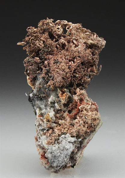 CC4858 specimen image