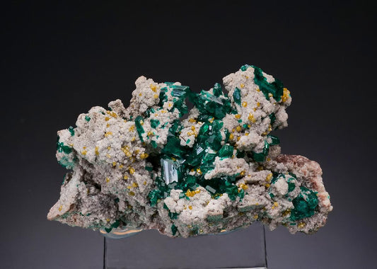 CC48588 specimen image