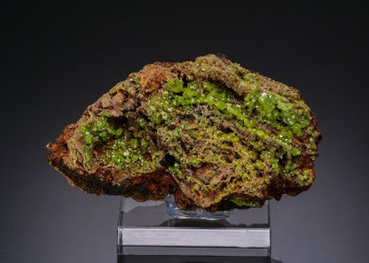 CC48596 specimen image