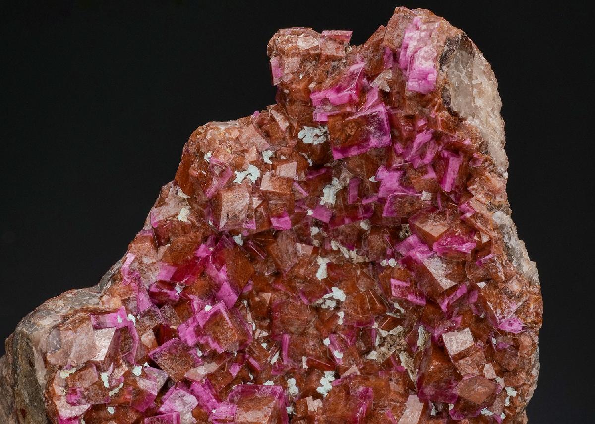 CC48600 specimen image