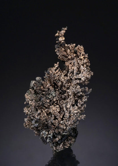 CC48604 specimen image
