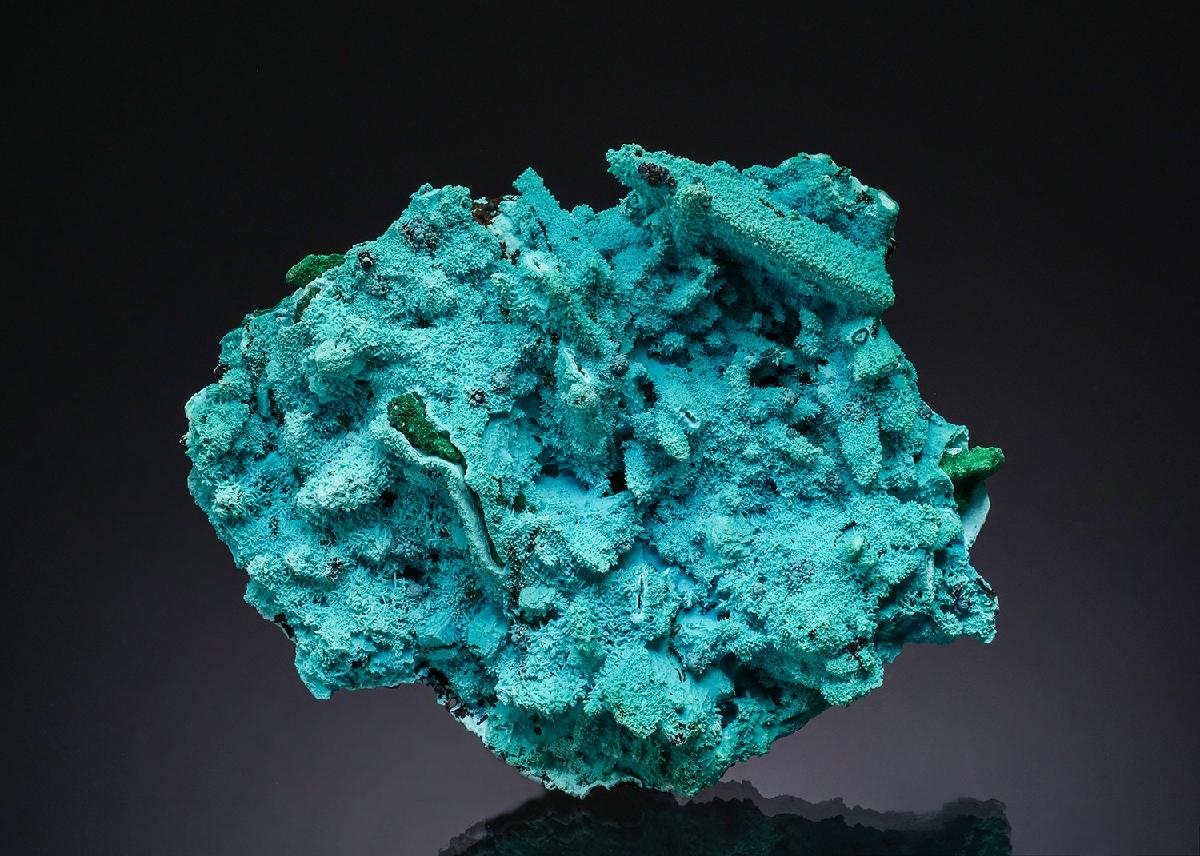 CC48620 specimen image