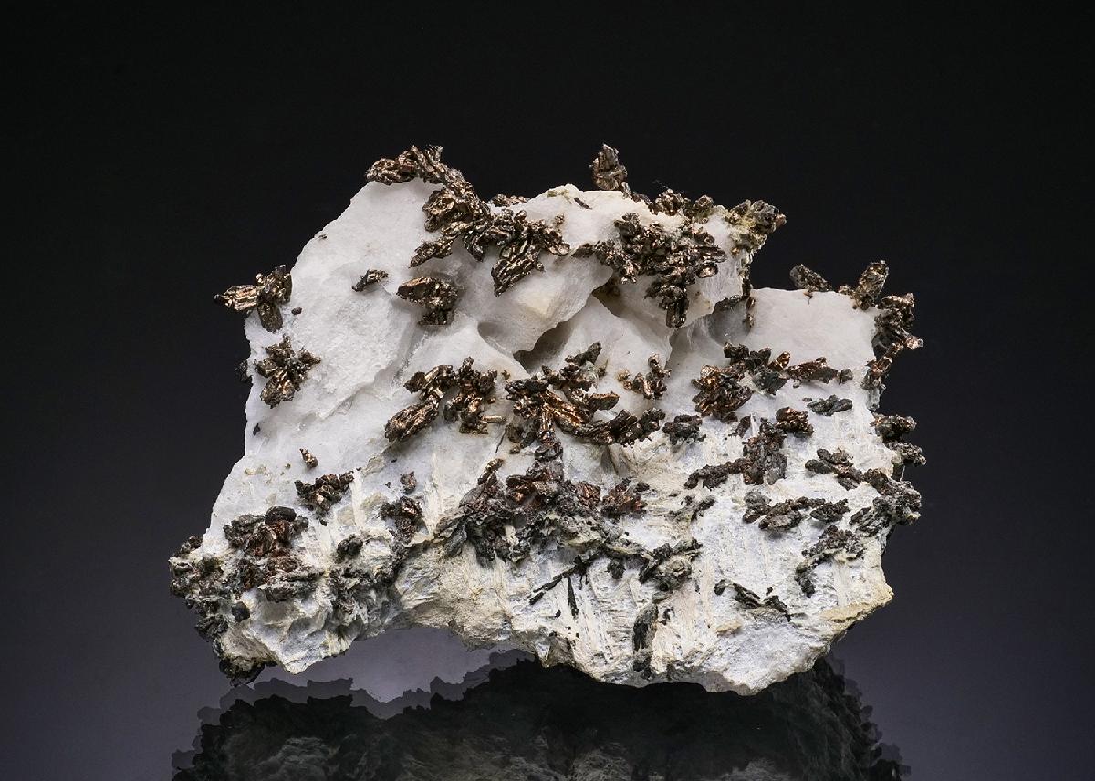 CC48634 specimen image