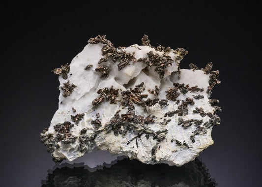 CC48634 specimen image