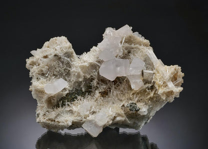 CC48638 specimen image