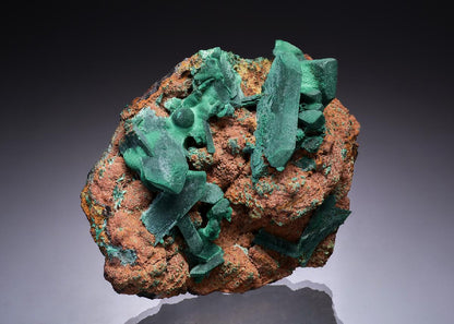 CC48650 specimen image