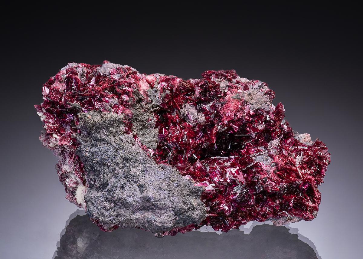 CC48654 specimen image