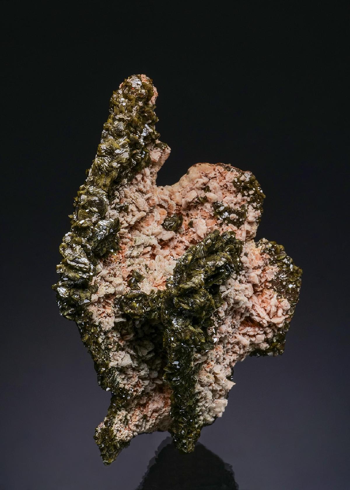 CC48670 specimen image