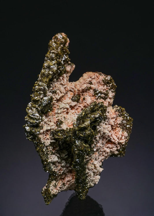 CC48670 specimen image