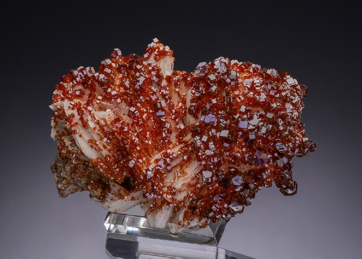 CC48680 specimen image