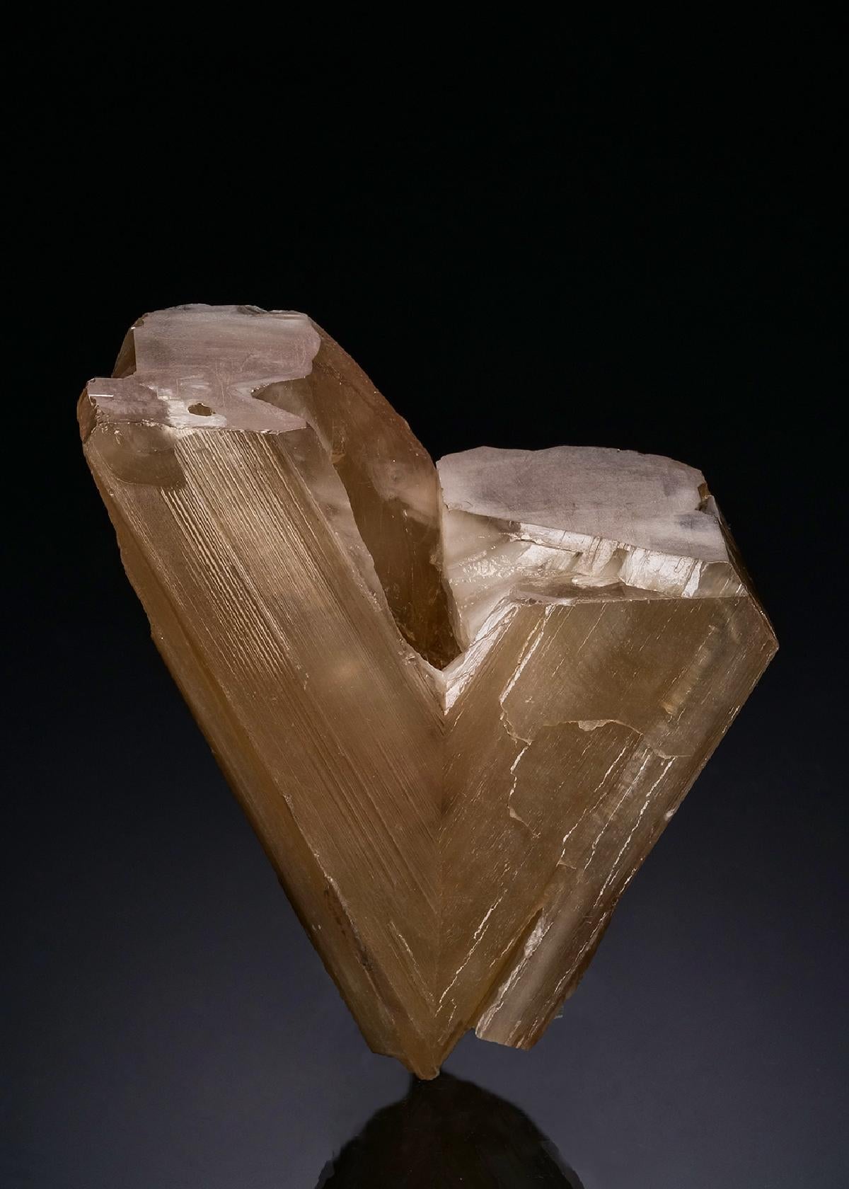CC48696 specimen image