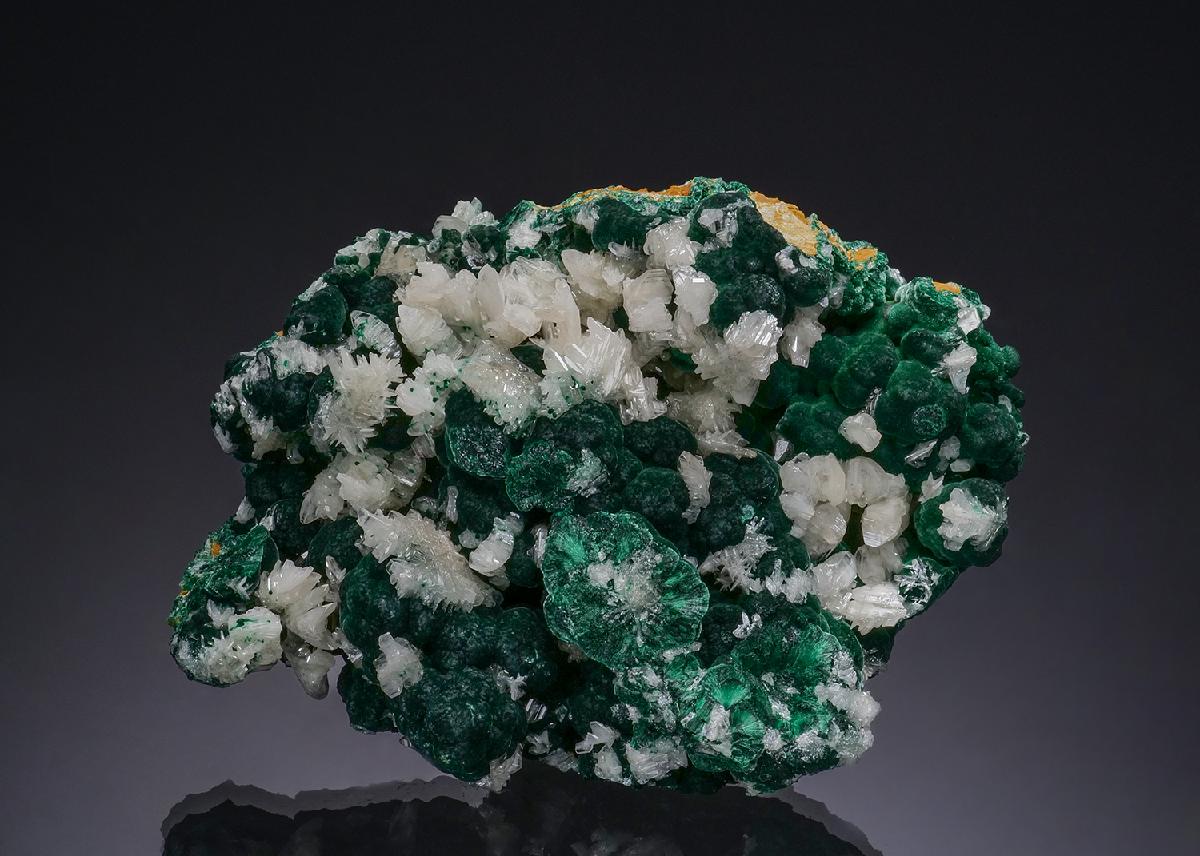 CC48740 specimen image