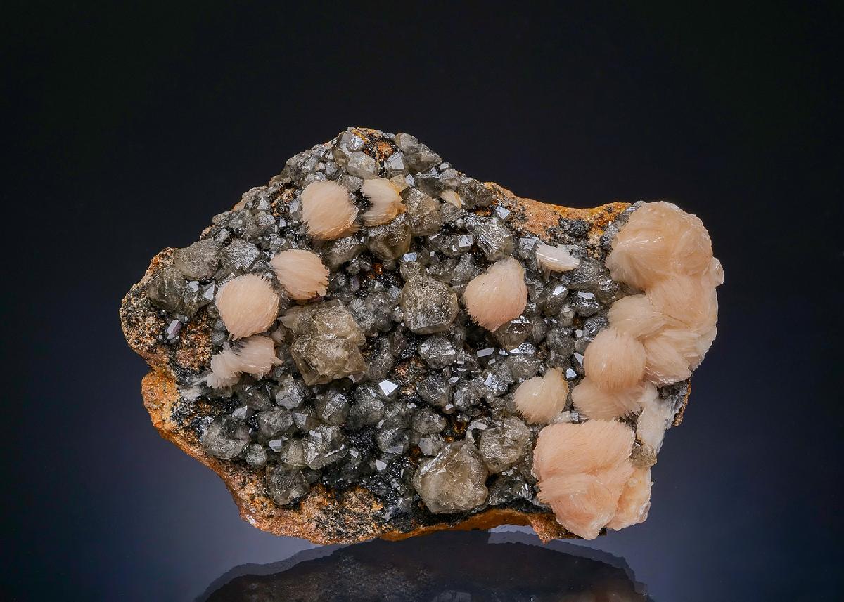 CC48752 specimen image