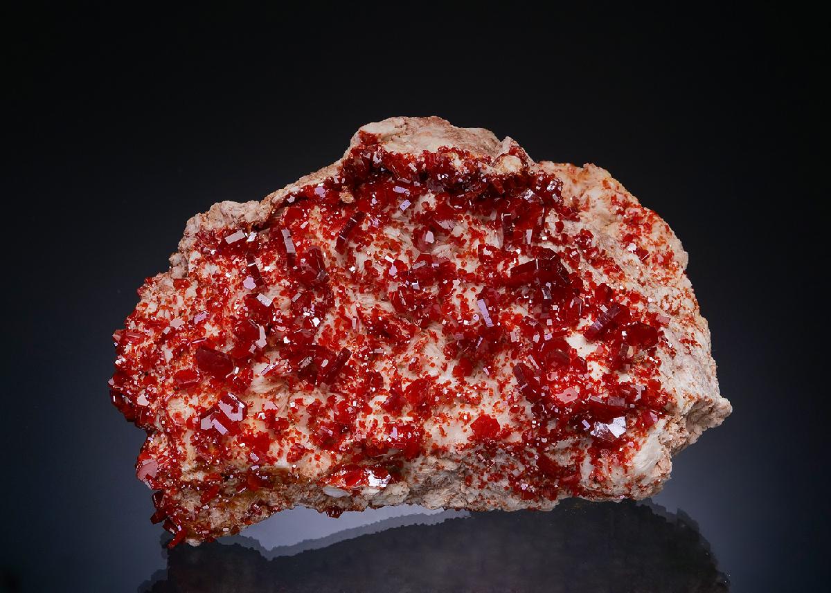 CC48804 specimen image