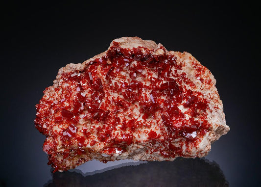 CC48804 specimen image