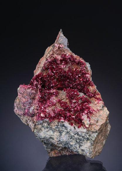 CC48836 specimen image
