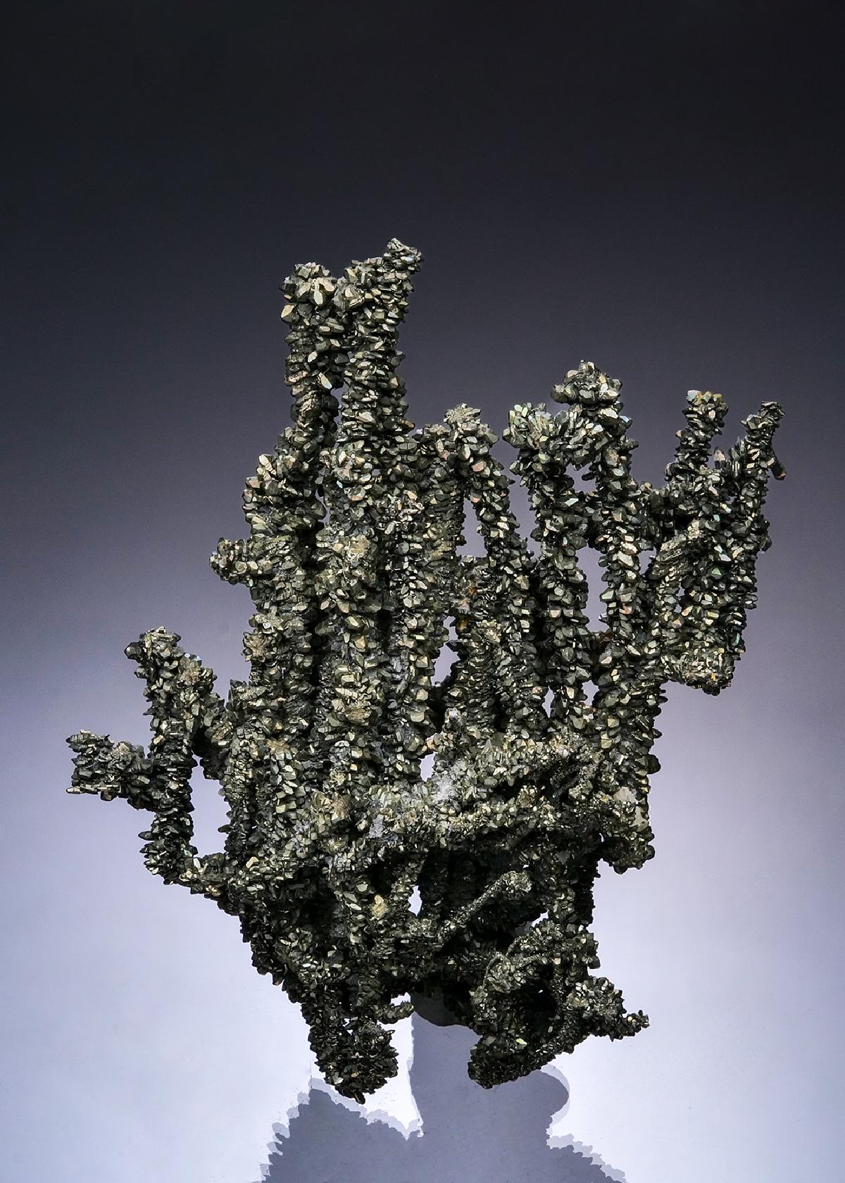 CC48848 specimen image